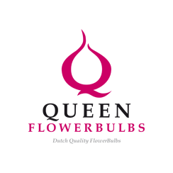 Queen Flowerbulbs